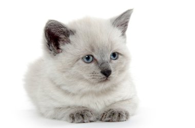 Şirin Bebek kedi beyaz