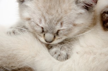 uyuyan iki sevimli yavru kedi