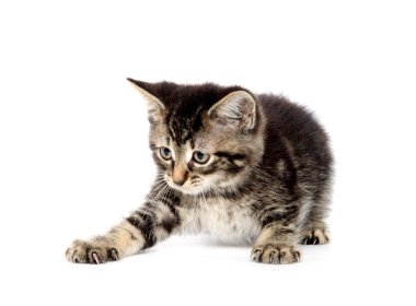 şirin tabby yavru kedi