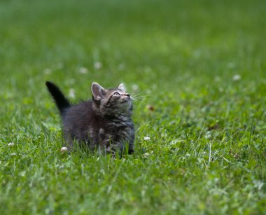 şirin tabby yavru kedi