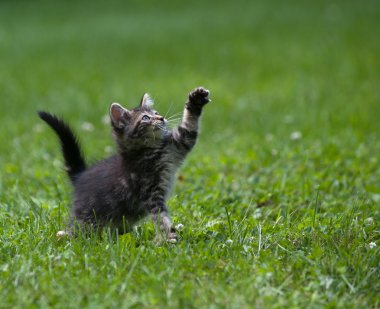 şirin tabby yavru kedi
