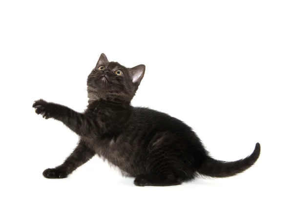 Mignon chat noir sur blanc — Photo