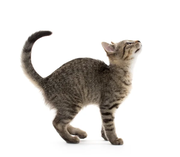 Cute tabby kitten — Stock Photo, Image