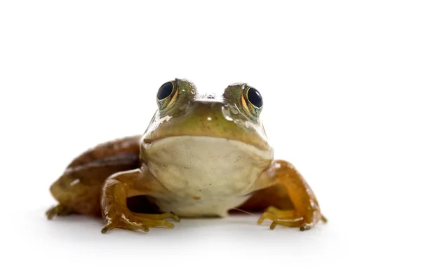 Żaba rycząca amerykański — Zdjęcie stockowe
