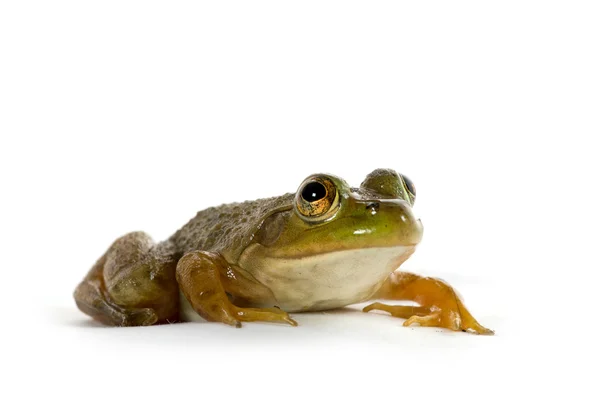 American Bullfrog — Stock Photo, Image