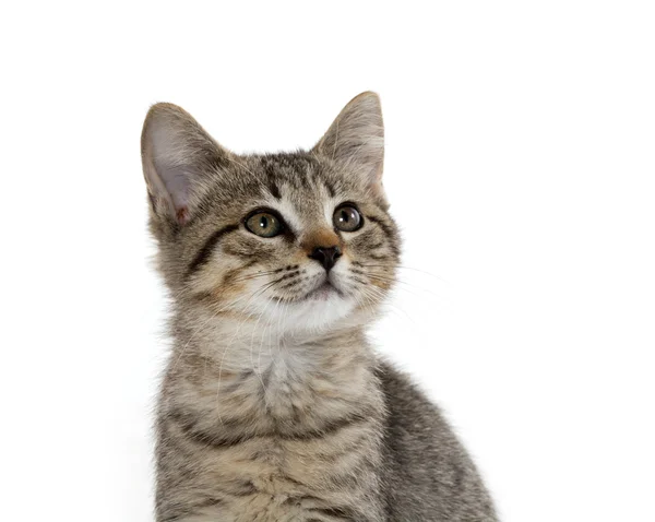 Carino gattino tabby — Foto Stock