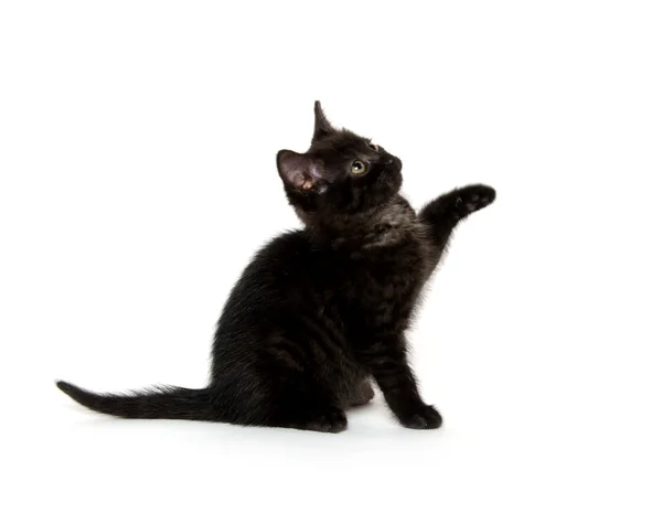 Mignon chat noir sur blanc — Photo