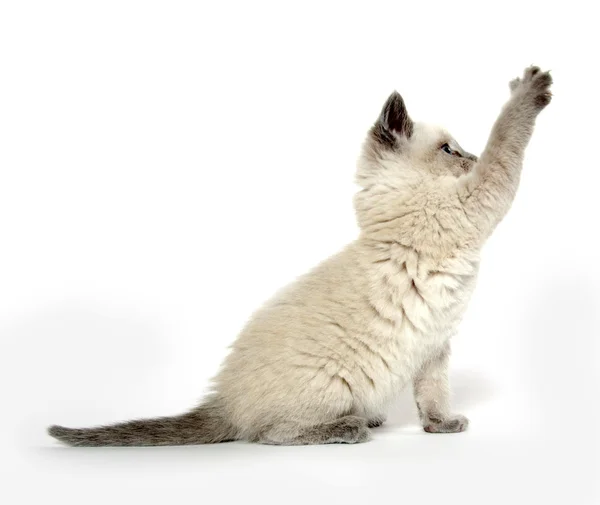 Lindo gatito jugando en blanco — Foto de Stock