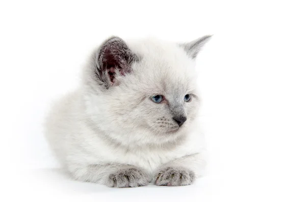 Chaton bébé mignon sur blanc — Photo