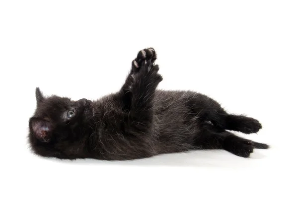 Chaton noir mignon — Photo