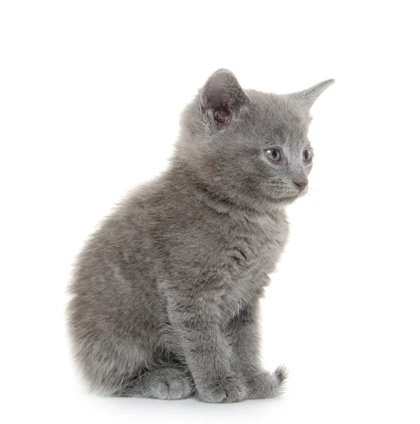 Lindo gatito gris —  Fotos de Stock