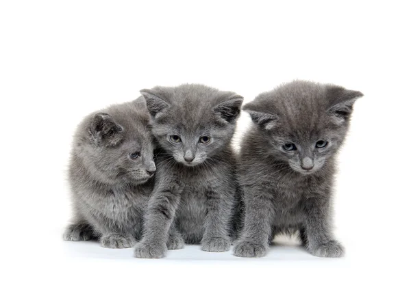 Drie grijze kitten — Stockfoto