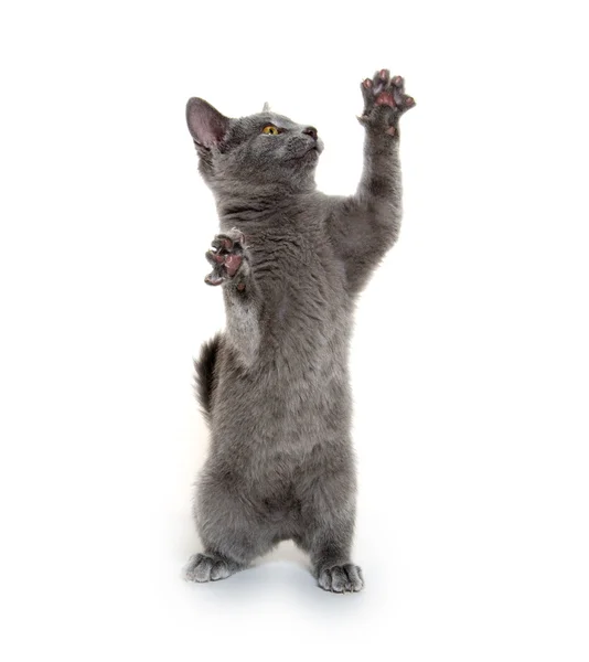 Lindo gatito gris — Foto de Stock