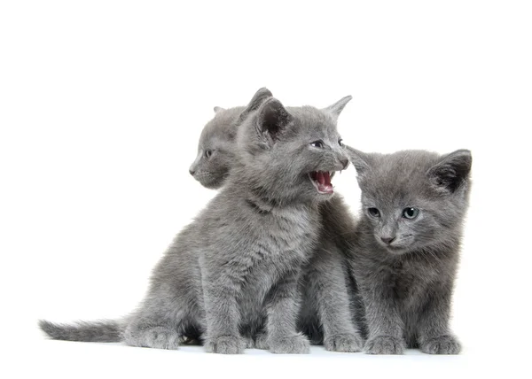 Tres gatitos grises —  Fotos de Stock