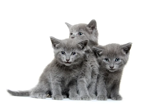 Drie grijze kitten — Stockfoto