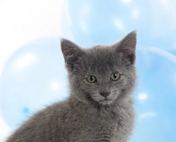 Gray kitten — Stock Photo, Image