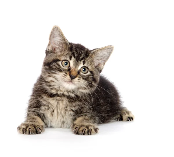 Şirin tabby yavru kedi — Stok fotoğraf