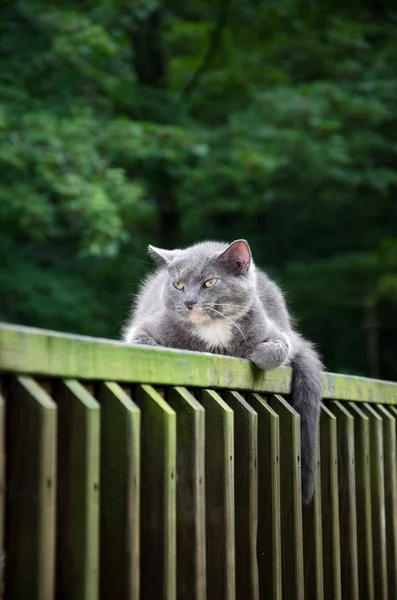 Cat on railing — Stock Photo, Image