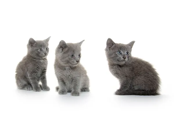 Üç gri kedicik — Stok fotoğraf