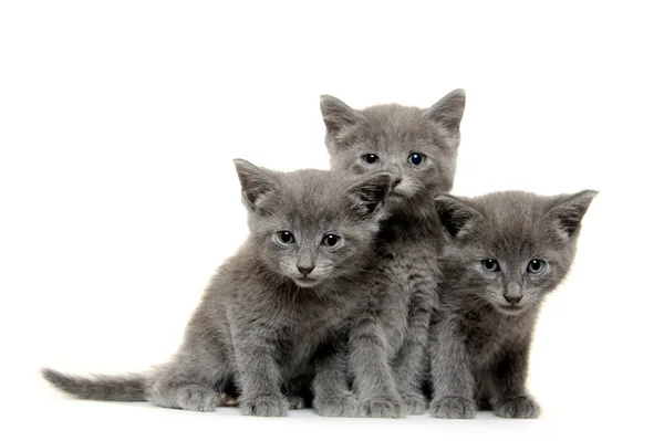 Drie grijze kitten — Stockfoto