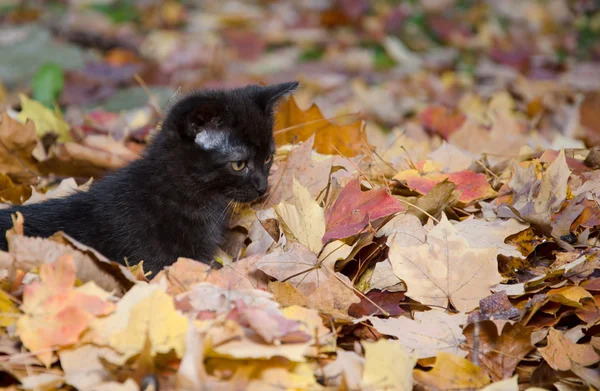 Cute kitten in leaves — Stock Photo, Image