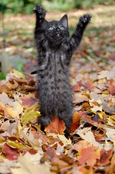 Lindo gatito en hojas —  Fotos de Stock