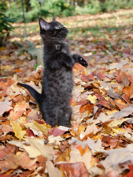 Cute kitten in leaves — Stock Photo, Image