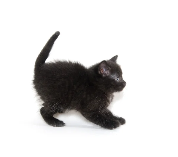 Rädd svart kattunge — Stockfoto