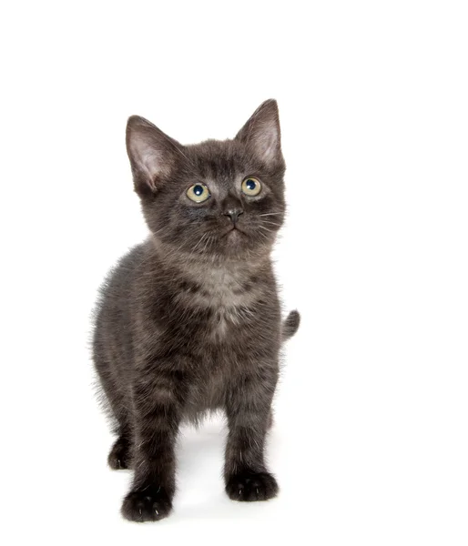 Söt svart katt på vit — Stockfoto