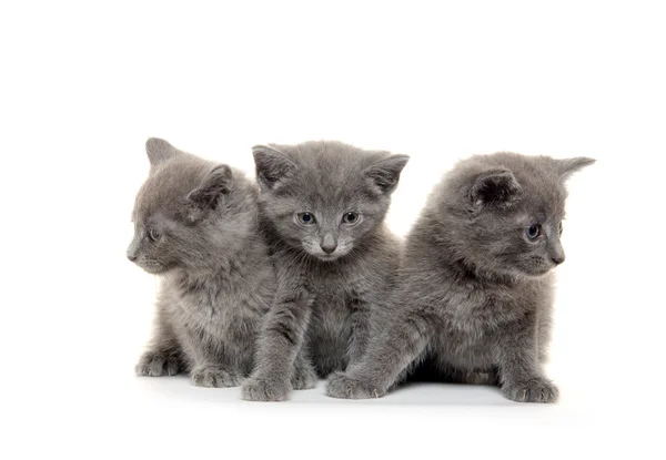 Tre grå kattunge — Stockfoto