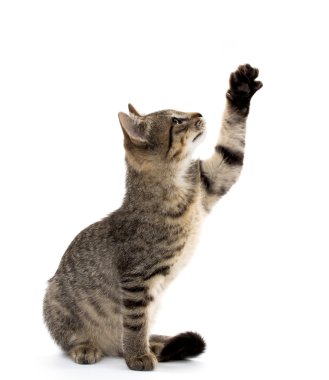 şirin tabby yavru kedi