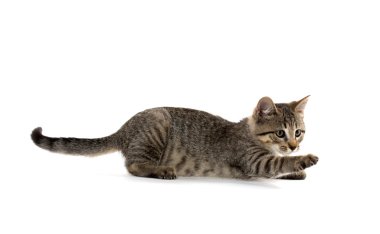 şirin tabby yavru kedi