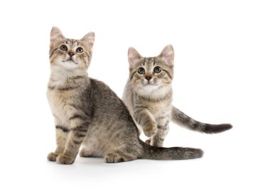 iki tabby yavru kedi