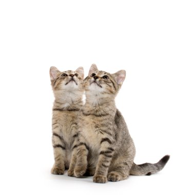 iki tabby yavru kedi