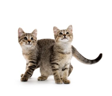 iki tabby yavru kedi