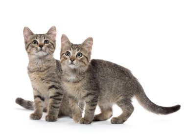 iki tabby yavru kedi