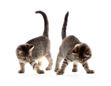 iki tabby yavru kedi