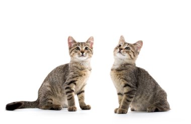 iki tabby yavru kedi
