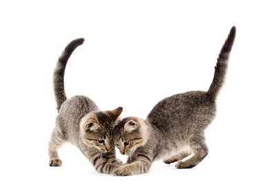 iki tabby yavru kedi