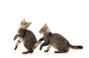 iki tabby yavru kedi