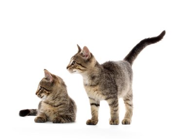 iki tabby yavru kedi