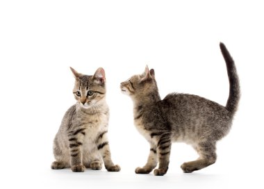 iki tabby yavru kedi