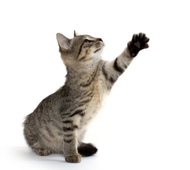 şirin tabby yavru kedi