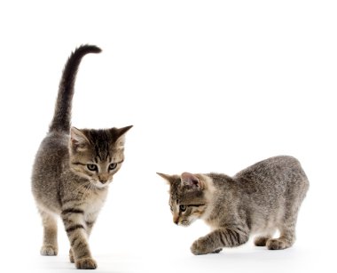 iki tabby yavru kedi