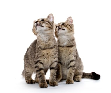 iki tabby yavru kedi