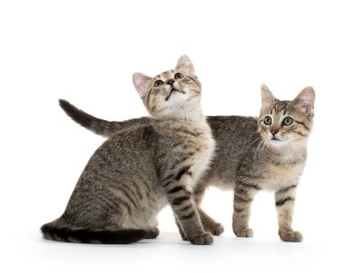 iki tabby yavru kedi