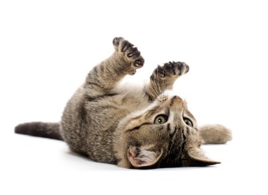 sırtında şirin tabby yavru kedi