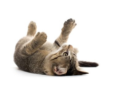 sırtında şirin tabby yavru kedi