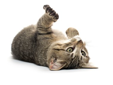 sırtında şirin tabby yavru kedi