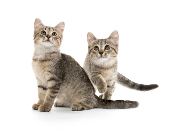 Twee tabby kittens — Stockfoto